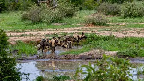 Kruger National Park - © www.theguys.co.za