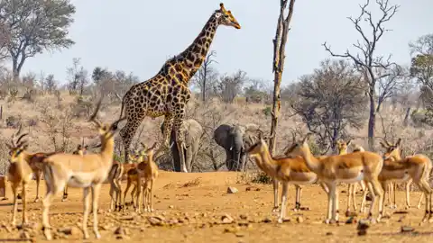 Kruger National Park - © www.theguys.co.za